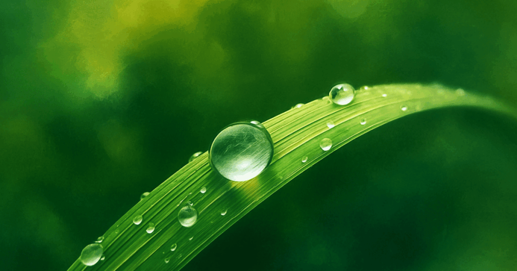 une goutte d'eau sur une feuille au petit matin