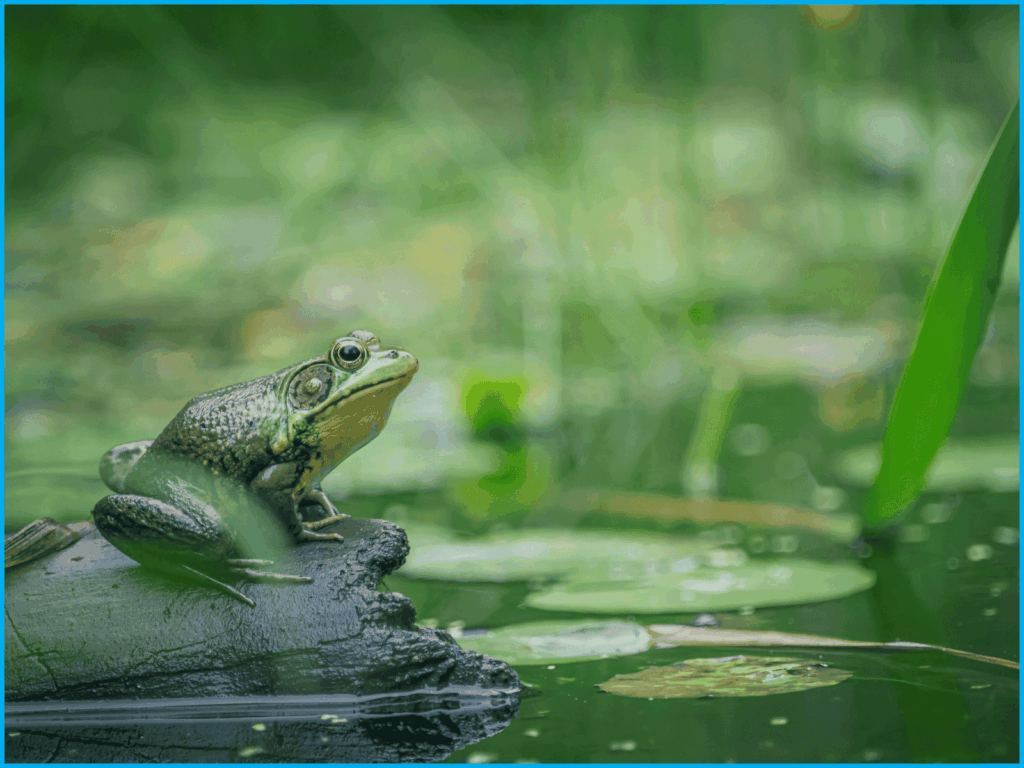 une grenouille au bord d'un étang