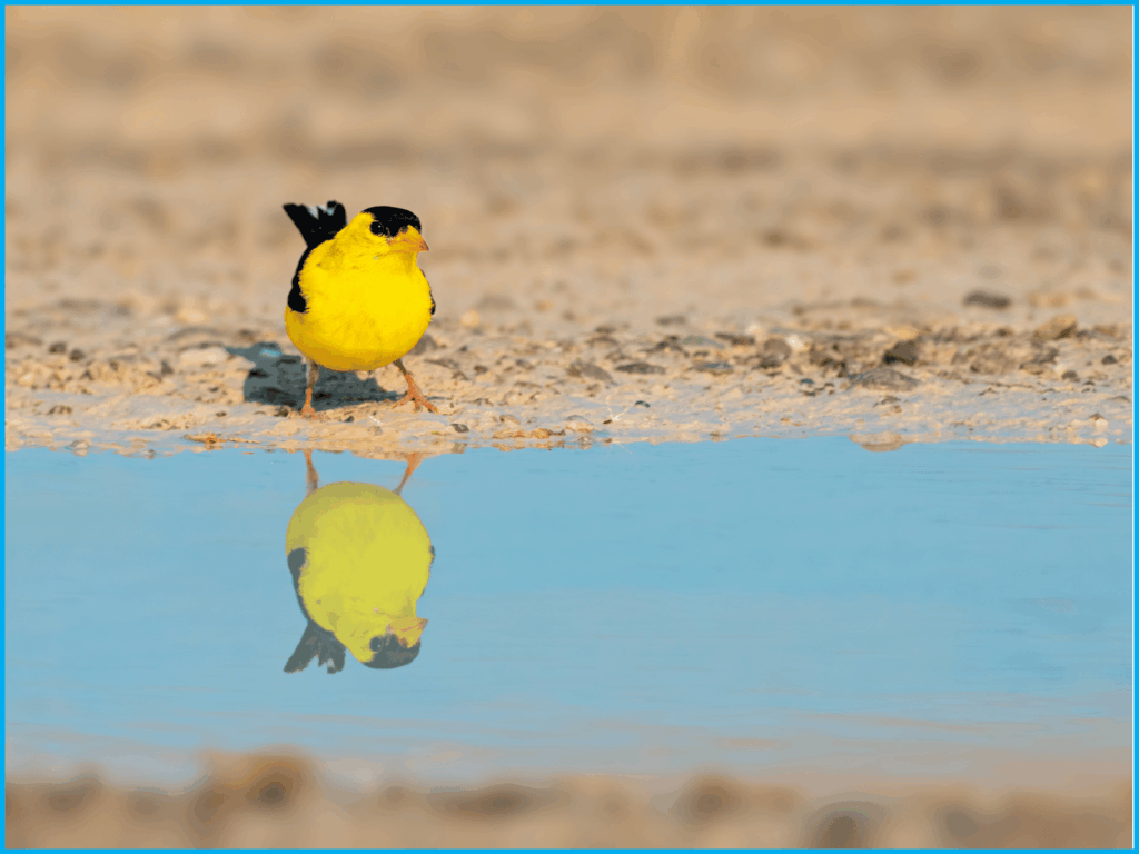 un oiseau jaune devant une flaque d'eau