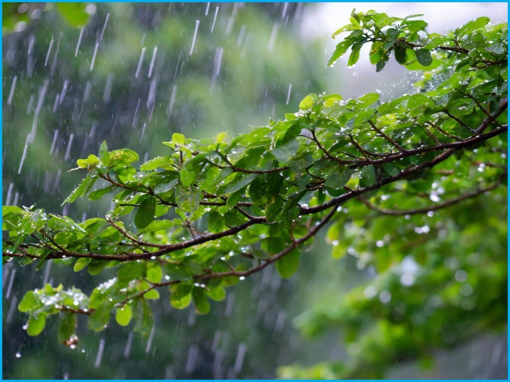 Pluie qui tombe sur les arbres